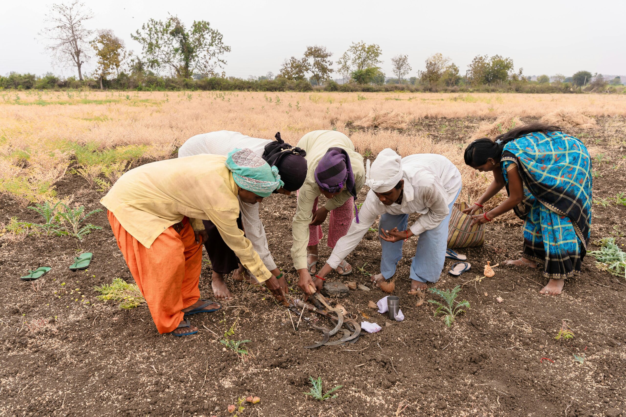 Indian farmers cultivating in a rural field in Nagpur, MH, India.