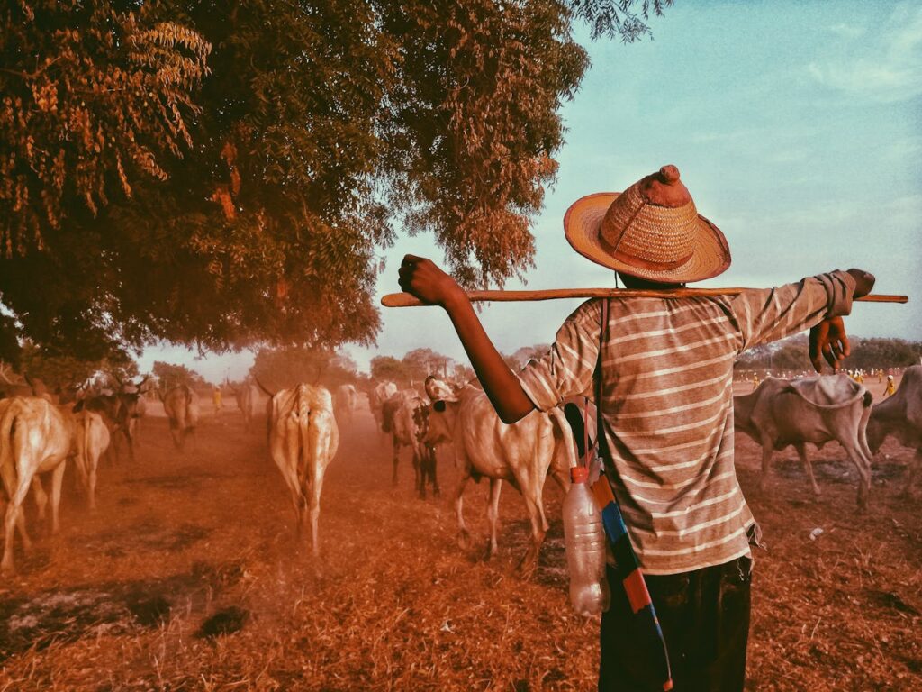 A farmer with a straw hat guides cattle through a dusty field at sunset.