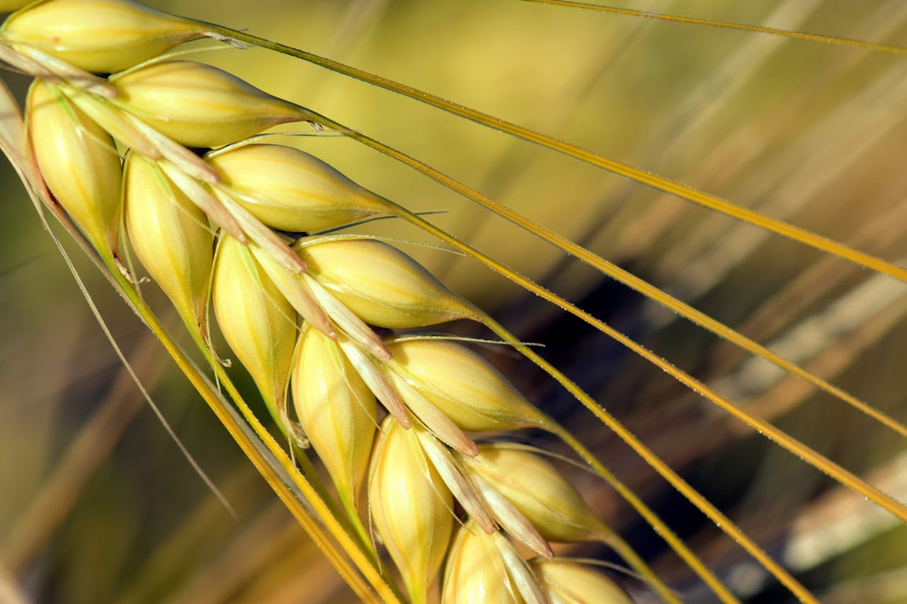 Close-up of golden barley grain in a sunlit field, highlighting its intricate details.