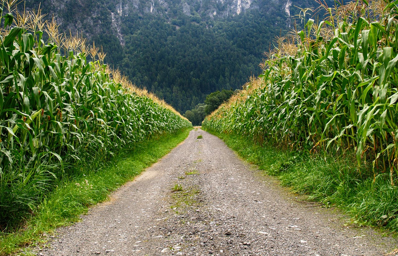 A serene cornfield path in Schwambach, Austria, with lush greenery and mountain backdrop.